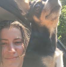 Lost brown Chihuahua