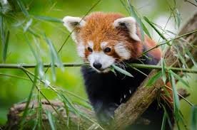 Red panda is a great wallpaper for your computer desktop and laptop. 1000 Amazing Red Panda Photos Pexels Free Stock Photos
