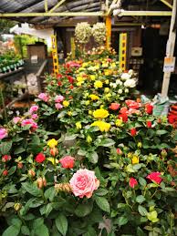 Maybe you would like to learn more about one of these? Mini Roses Green Ice Bedok Garden Landscape Pte Ltd Facebook