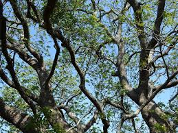 Image result for Ekebergia