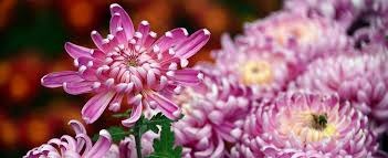 Per il novantesimo compleanno che fiore si regala?. Vuoi Regalare Un Fiore Ecco Una Guida Salva Gaffe La Repubblica