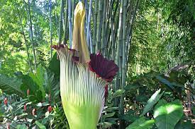 Biggest, highest, largest, longest in world : 8 Of The Biggest Flowers On Earth