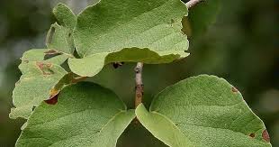 Image result for Cordia grandicalyx