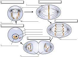 Start studying mitosis worksheet and diagram identification. Cell Cycle Label