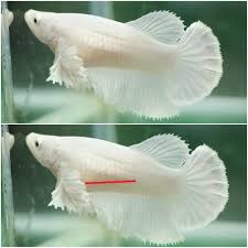 Cellophane white , fans click , super delta 1 comment. 5 Gallons Is The Only Acceptable Minimum For Betta Sexing Your Betta