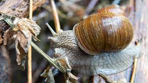 Der frühe zeitpunkt verhindert, dass weitere schneckengenerationen entstehen. Faktencheck Was Hilft Wirklich Gegen Schnecken Im Garten