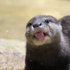 Account Suspended Cute Animals Otters Cute Otters