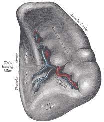 • all about anatomy, functions and diseases of the spleen can be found here. Ø´Ø±ÙŠØ§Ù† Ø·Ø­Ø§Ù„ÙŠ ÙˆÙŠÙƒÙŠØ¨ÙŠØ¯ÙŠØ§
