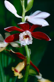 Image result for Phaius