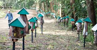 Penerbit ke lalu nyadi pengarah telemovie nya steven bana madah. Kelulut Stingless Bee Farming In Malaysia Its Honey Production
