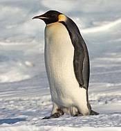 It's no secret that penguins are my favorite animal, so it was a lot of fun putting together this list of live cameras. Penguin Wikipedia