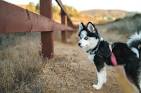 Full Grown Pomskies - Katiebrooke Kennels Pomsky Specialists