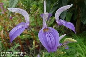 Image result for Brillantaisia cicatricosa