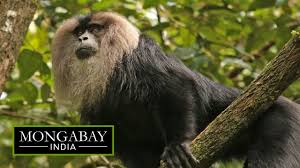 Bhavani Wildlife Sanctuary Kerala S 25th Protected Area Youtube If these animals can be protected, then entire ecosystems across the globe will also be protected for the future. bhavani wildlife sanctuary kerala s 25th protected area