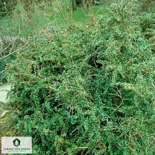 Image result for Berberis verruculosa