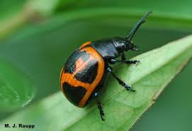 Maybe you would like to learn more about one of these? Hey Beetles Leave Some Milkweed For The Monarchs Milkweed Leaf Beetle Labidomera Clivicollis Bug Of The Week