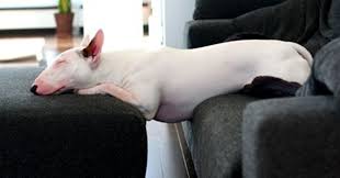 Maybe you would like to learn more about one of these? Bull Terriers Most Fantastic And Awkward Sleeping Positions