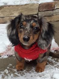 Long Haired Dapple Dachshund Puppy Visit Http Www Amazingdogtales Com Gifts For Dachsund Lovers Dapple Dachshund Puppy Dapple Dachshund Dachshund Puppies