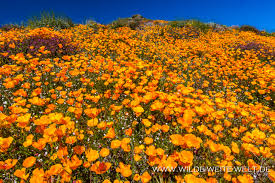 Maybe you would like to learn more about one of these? Super Bloom 2019 California Poppies Am Lake Elsinore California Www Wilde Weite Welt De