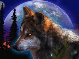 Pin Von Leisurely Creations Auf Wolf Wolf Hintergrundbild Wolf Wolf Bilder
