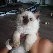 There are six recognised ragdoll colours, seal, blue, chocolate, lilac, red, and cream. Cutiepie Kaipo 16 Weeks Old Chocolate Point Ragdoll Kitten Ragdoll Ragdoll Kitten Cats And Kittens