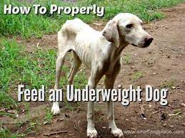 What to feed an underweight dog. Tips For Feeding An Underweight Dog Safely
