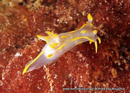 Image result for Eulalia polyneura