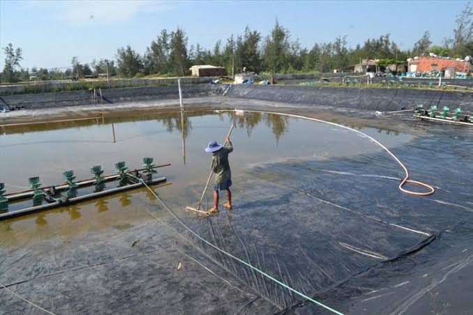 Quy trình chuẩn bị ao nuôi – Tạp chí Thủy sản Việt Nam