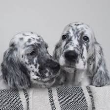 Black And White English Setter Pin By Kennel Teasmade English Sett On Setters In 2020 Setter Puppies English Setter Puppies English Setter Dogs