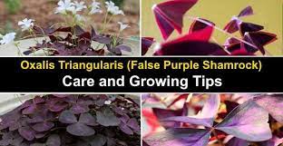 Oxalis Triangularis Purple Shamrock Care And Growing Guide Purple Shamrock Shamrock Plant Butterfly Plants