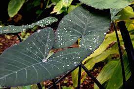 Growing elephant ear plants in your garden. Why Is My Elephant Ear Plant Dying Here S Why How To Fix It