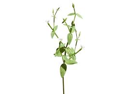 Image result for Canscora alata