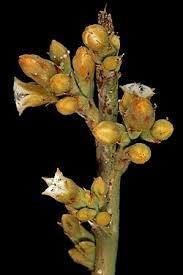 Image result for Thesium chimanimaniense