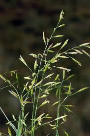 Image result for Anthephora pungens