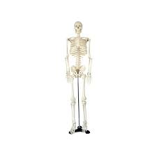 As a nurse, you will need to know the basic about the human skeleton. Human Skeleton Human Body Anatomy Sinus Png Clipart Anatomy Arm Bone Fantasy Figurine Free Png Download