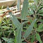 Image result for Adenia repanda