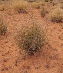 Image result for Enteropogon prieurii