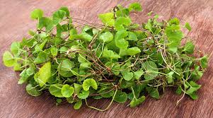 Image result for Centella asiatica