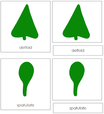 Botany Cabinet Leaf Shapes Cards Montessori Sensorial