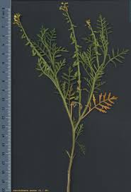 Image result for Carrichtera annua