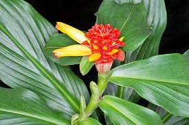Image result for Costus
