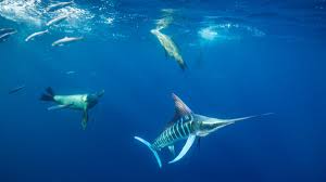 Extending approximately 760 miles (1,220 km) in length and 25 to 150 miles (40 to 240 km) in width, it separates the pacific ocean from the gulf of california. Mexiko Tauchen Im Xxl Aquarium Vor Baja California Welt