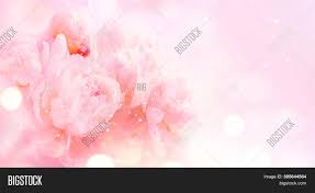 Pastel beautiful pink flowers images. Beautiful Pink Peony Image Photo Free Trial Bigstock