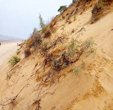 Image result for Triainolepis sancta