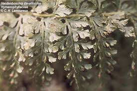 Image result for Hymenophyllaceae