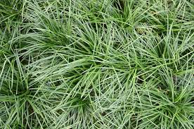 Mondo grass, commonly referred to as monkey grass in the southern united states, is a japanese plant in the lily family. Ophiopogon Japonicus Mondo Grass