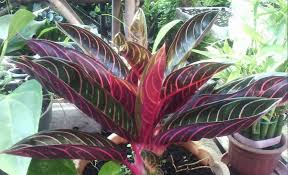 Maybe you would like to learn more about one of these? Anda Pecinta Bunga Berikut 13 Jenis Aglonema Terpopuler