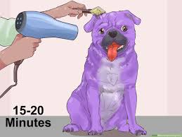 Wanna know what color you should dye your hair? How To Dye A Dog S Fur 13 Steps With Pictures Wikihow