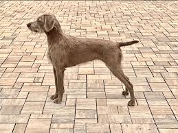 Image result for slovenský ohař hrubosrstý