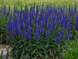 A wonderful, small groundcover speedwell, 'dick's wine' has relaxed spikes of clear pink flowers blooming over attractive glossy green foliage. Speedwell How To Grow Veronica Plants Garden Design